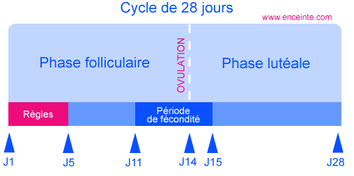 choisir sa contraception en comprenant son cycle menstruel