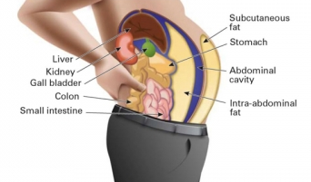 les graisses sont déconseillée pour être en bonne santé