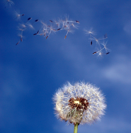 comment soigner une allergie? explications